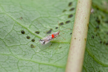 Basswood Lace Bug (Gargaphia lunulata) infesting Passiflora leaf, parasitized by a mite