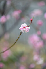 ピンク色の梅の花　神戸市東灘区の公園で撮影