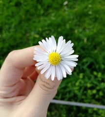 daisy