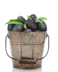 Fresh Picked Hass Avocados in a metal pail on a white background with reflection.