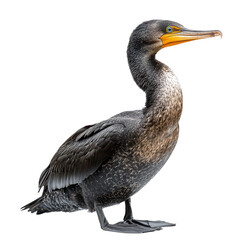 Obraz premium Cormorant isolated on transparent background, PNG