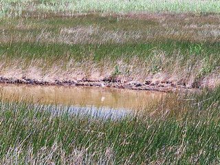 Marshland with tall grasses and parked cars in the distance