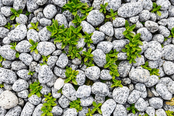 High-resolution close-up of a natural pebble stone surface with scattered small green plants emerging from the gaps.