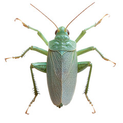 Grasshopper isolated on transparent background, PNG