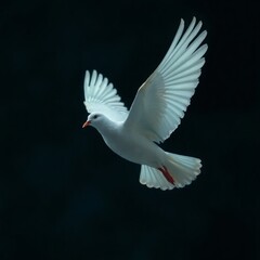 White Dove in Flight: Symbol of Peace, Bird Photography, Dark Background.


