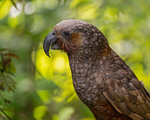 Tierportrait von einem Kaka-Papagei auf der Insel Kapiti