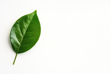 Fototapeta premium Fresh green leaf resting on a pristine white backdrop, conveying a sense of natural simplicity and purity