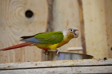 Parrot Pyrrhura Pineapple close-up sitting on a metal bowl with food.