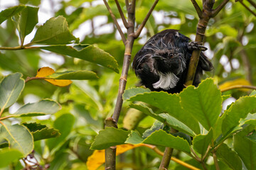 Tuihonigfresser hängt im Baum auf der Kapiti Insel