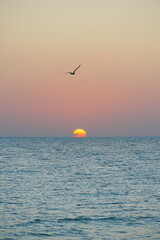 Sunset on Holbox in Mexico with bird above sun setting in the Caribbean 