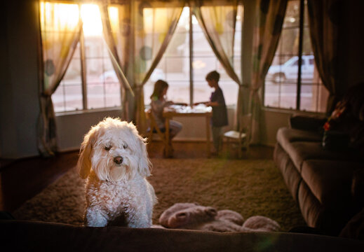 Dog on a Couch with Young Kids in the Background