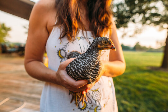 Fototapeta Woman Holding Chicken