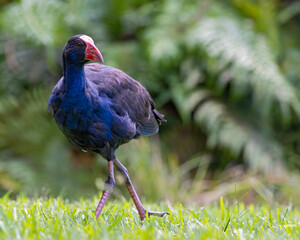Pukeko stolziert mit seinen riesen Füßen über die Wiese