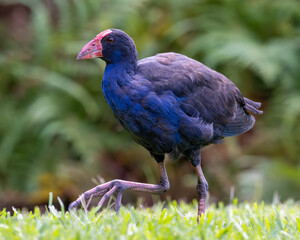 Pukeko stolziert mit seinen riesen Füßen über die Wiese