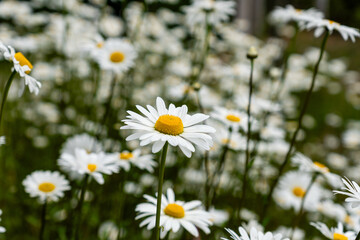 Wild daisy flowers growing on meadow on green grass oxeye common daisy gardening concept