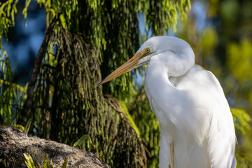 Tierportrait vom Weißen Reiher 