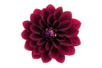Deep red dahlia with intricate petal arrangement, cut out