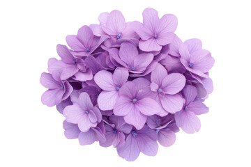 Obraz premium Purple flowers on a white background, cut out