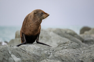 Seebär posiert an der Küste von Kaikoura