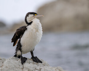 Elsterscharbe bei der Gefiederpflege an der Küste von Kaikoura