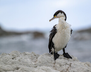Elsterscharbe bei der Gefiederpflege an der Küste von Kaikoura