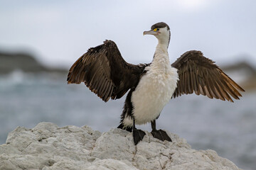 Elsterscharbe spreizt die Flügel an der Küste von Kaikoura