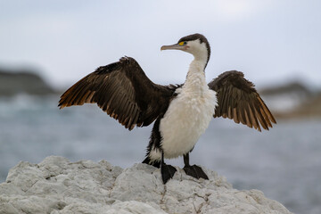 Elsterscharbe spreizt die Flügel an der Küste von Kaikoura