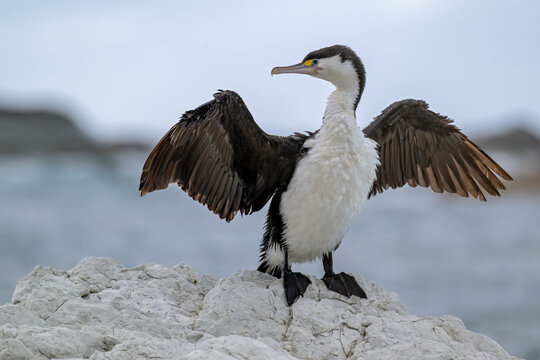 Elsterscharbe spreizt die Fl&uuml;gel an der K&uuml;ste von Kaikoura