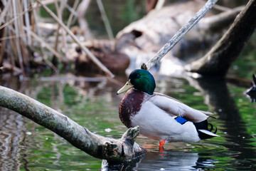 A mallard duck swims peacefully in the pond. Tree branches frame the calm and natural scene.