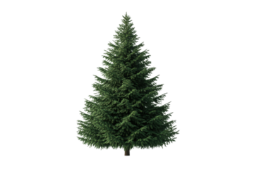 Lush green evergreen tree for seasonal decoration, cut out