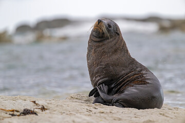 Fototapeta premium Seebär bei der Fellpflege am Strand von Kaikoura