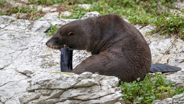 Seeb&auml;r-Jungtier bei der Fellpflege an der K&uuml;ste von Kaikoura