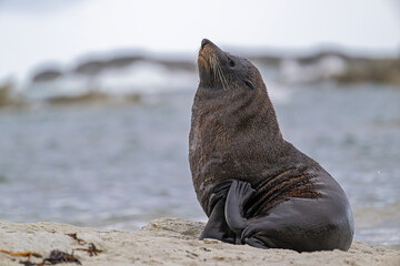 Seebär bei der Fellpflege am Strand von Kaikoura