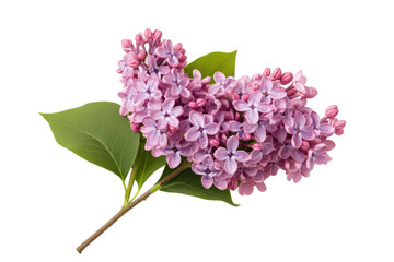 Vibrant lilac flower cluster with green leaves, cut out