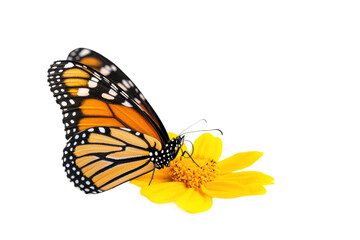 Fototapeta premium Monarch butterfly resting on a yellow flower, cut out