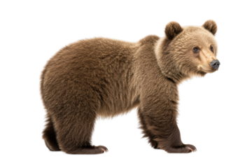 Brown bear cub standing in a playful pose, cut out