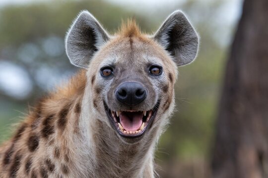 A close-up of an angry hyena face looking at the camera