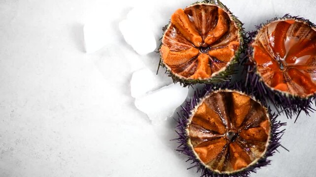 Sea Urchin with caviar close-up, on gray background. Fresh open sea urchins with ice, ready to eat. Border design, delicatessen food. Traditional Mediterranean food. Roe. Sea food. Top view, flat lay 