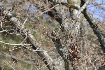 Young leaf buds announcing early spring