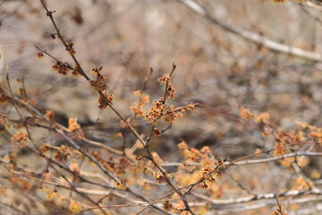 Flowers of Japanese witch hazel in full bloom that herald spring