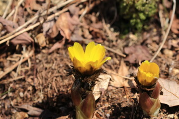 Beautiful flowers of Forked-stem adonis blooming in the sun light herald early spring