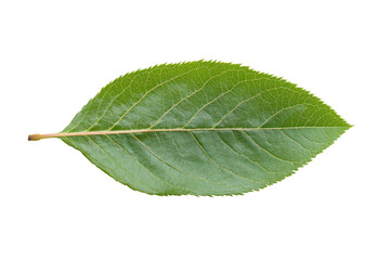 Fresh green leaf with visible veins and texture, cut out
