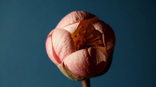 Close-up of pale pink hellebore flower on blue background. Botanical beauty concept