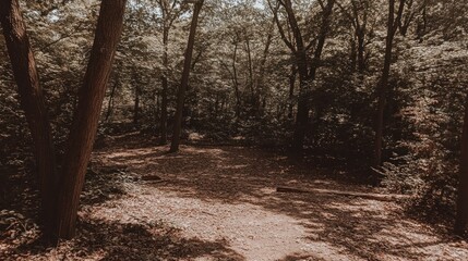 Obraz premium Forest path sunlight dappled shade nature trail outdoor