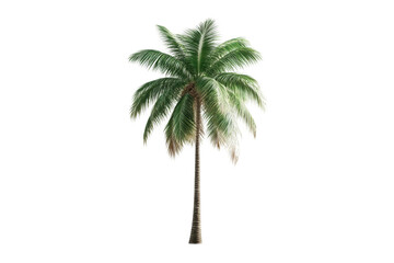 Tall palm tree with lush green fronds for nature, cut out