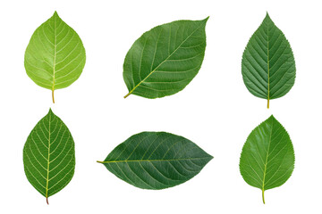 Fototapeta premium Diverse types of green leaves arranged together, cut out