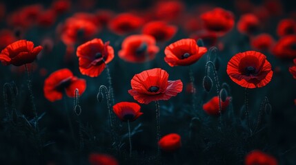 Obraz premium A vivid closeup of red poppy flowers, symbolizing honor and memory against a dark backdrop for solemn remembrance events.