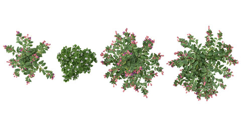 3d illustration of Fuchsia flower plants on transparent background from the top view