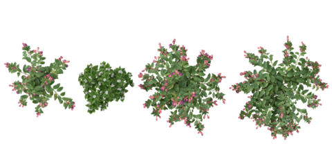 3d illustration of Fuchsia flower plants on transparent background from the top view