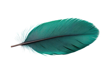 Beautiful green feather with intricate details, cut out